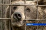 大叔闖入熊窩喂奶被咬斷右手
