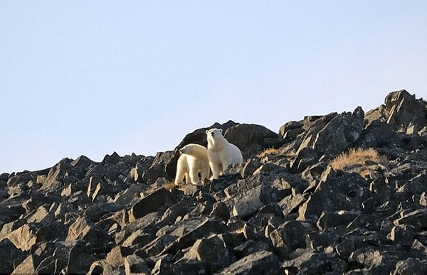 村莊遭北極熊包圍