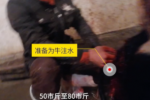 一頭牛注水60斤 哈爾濱市永興村屠宰場