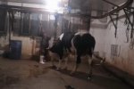 一頭牛注水60斤 婁底黑心屠宰場