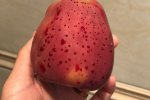 熱水泡蘋果冒血珠是花青素降解
