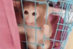 直播養(yǎng)猴牽出大案 飼養(yǎng)保護(hù)動(dòng)物違法