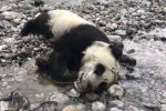 野生熊貓幼仔溺亡