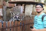 動物園畫驢成斑馬 埃及人也造假