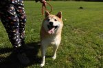 法院司法拍賣柴犬 阿里拍賣