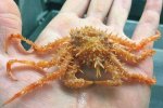 漁夫發布奇特生物