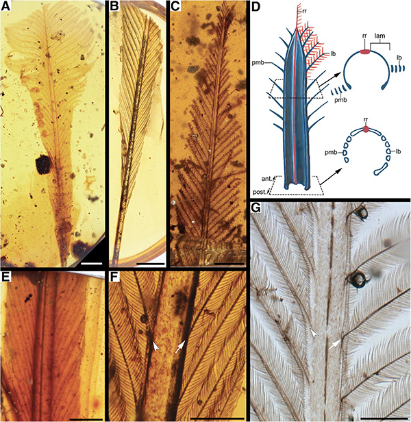 億年前新類型羽毛