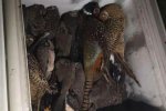 冰柜中藏413只鳥 大媽偷獵毒鳥被抓
