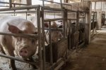 豬肉價(jià)格大漲 2019年底豬肉價(jià)格將大漲70%