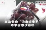 日本高級葡萄一串120萬日元 日本天價葡萄一顆要32