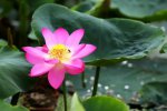 百年古蓮復活開花 圓明園鏡香池古蓮子