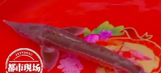 極其罕見！江西男子在贛江抓到“怪魚”，是國家一級(jí)保護(hù)動(dòng)物