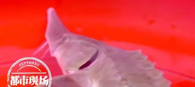 極其罕見！江西男子在贛江抓到“怪魚”，是國家一級(jí)保護(hù)動(dòng)物
