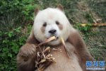 棕色大熊貓被認養 棕色大熊貓“七仔”