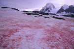 南極出現西瓜雪 粉紅色雪加速融化