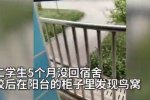 宿舍柜子孵出小鳥 人和鳥類和諧相處