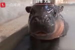 世界上最小的侏儒河馬 僅存兩千多只