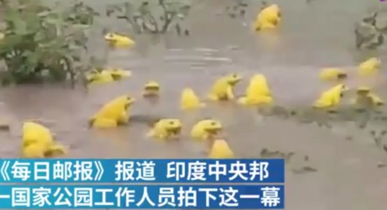 印度水塘出現(xiàn)金色青蛙