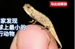 科學家發現地球最小爬行動物 變色龍體長22毫米