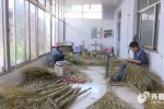 山東一村莊賣掃帚年產值超5千萬