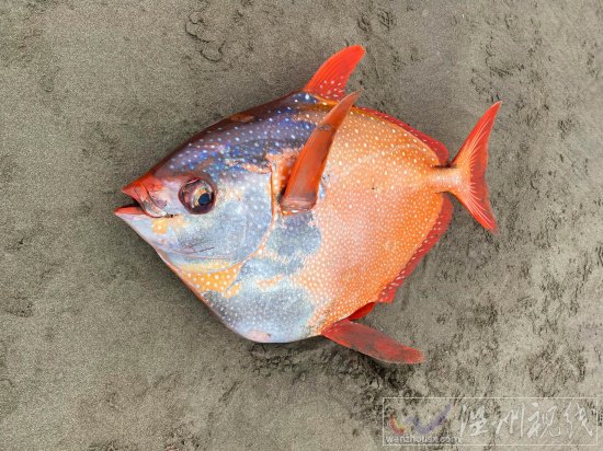 俄勒岡海灘發(fā)現(xiàn)罕見熱帶魚月魚 漂亮的Opah魚
