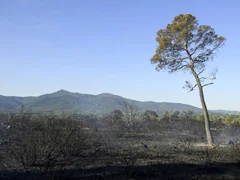 法國野火蔓延 數千人被疏散