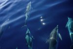 丹麥法羅群島一天內(nèi)有1400頭海豚被屠殺