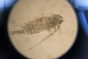 氣候變化造成海洋浮游生物向兩極遷徙