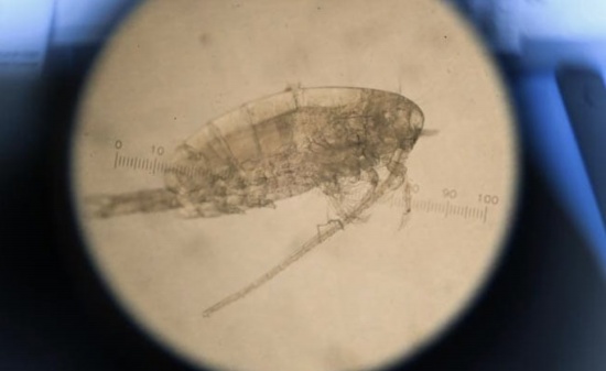 氣候變化造成海洋浮游生物向兩極遷徙