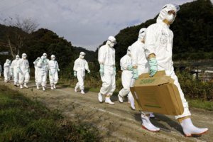 日本在第三次禽流感爆發(fā)中確認(rèn)“高致病性”菌株
