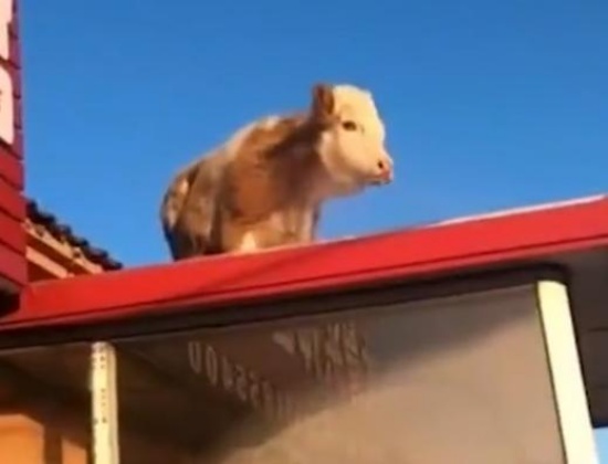 內蒙古一頭牛跳上房頂奔跑
