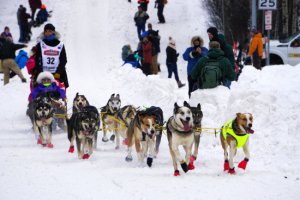 阿拉斯加第50屆年度艾迪塔羅德雪橇犬賽