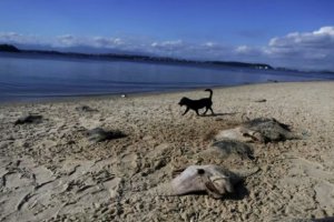 巴西海灘發現數十條死黃貂魚