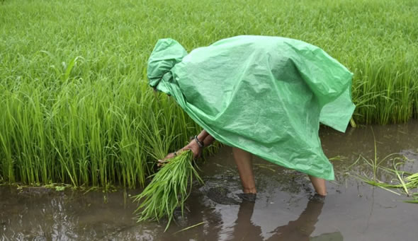 高溫和戰(zhàn)爭以及出口禁令導(dǎo)致全球糧食威脅正在加劇