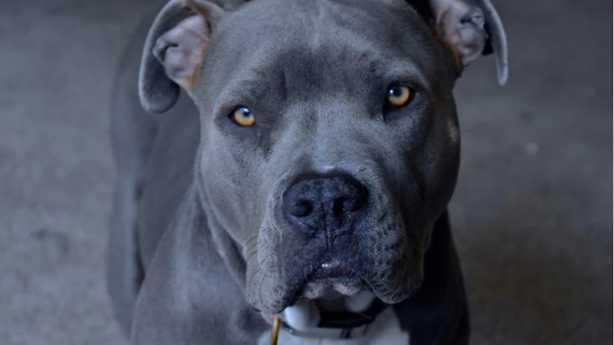 盡管美國槍支暴力事件頻發,但動物射殺人類的事件卻十分罕見。