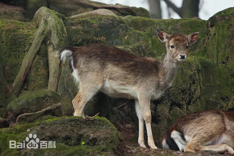 虎跳峽出現不明生物？當地回應不是龍