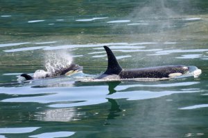 阿根廷沙灘26頭虎鯨神秘擱淺 科學家疑惑不解
