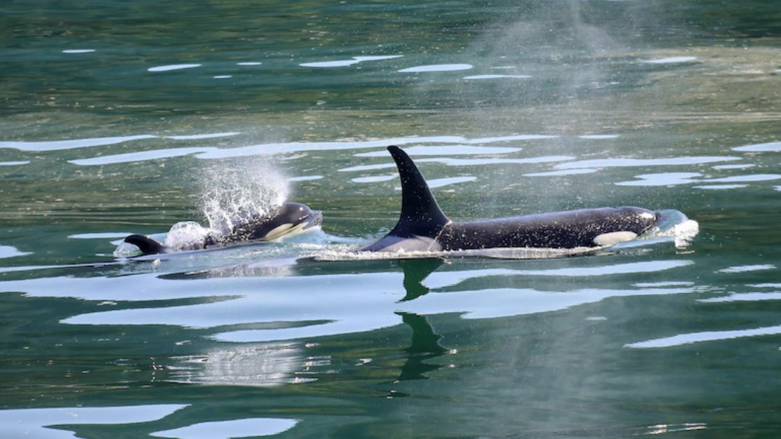 目前，虎鯨大規模擱淺事件正在調查中。