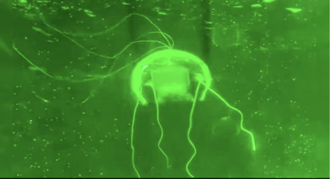 中國科學家研發出一種類似水母的機器人,被稱為“水下幻影”,專為水下任務而設計。