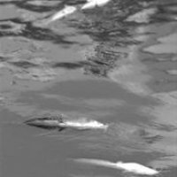 上海蘇州河飄浮數(shù)百條死鯰魚 環(huán)保局著手清理